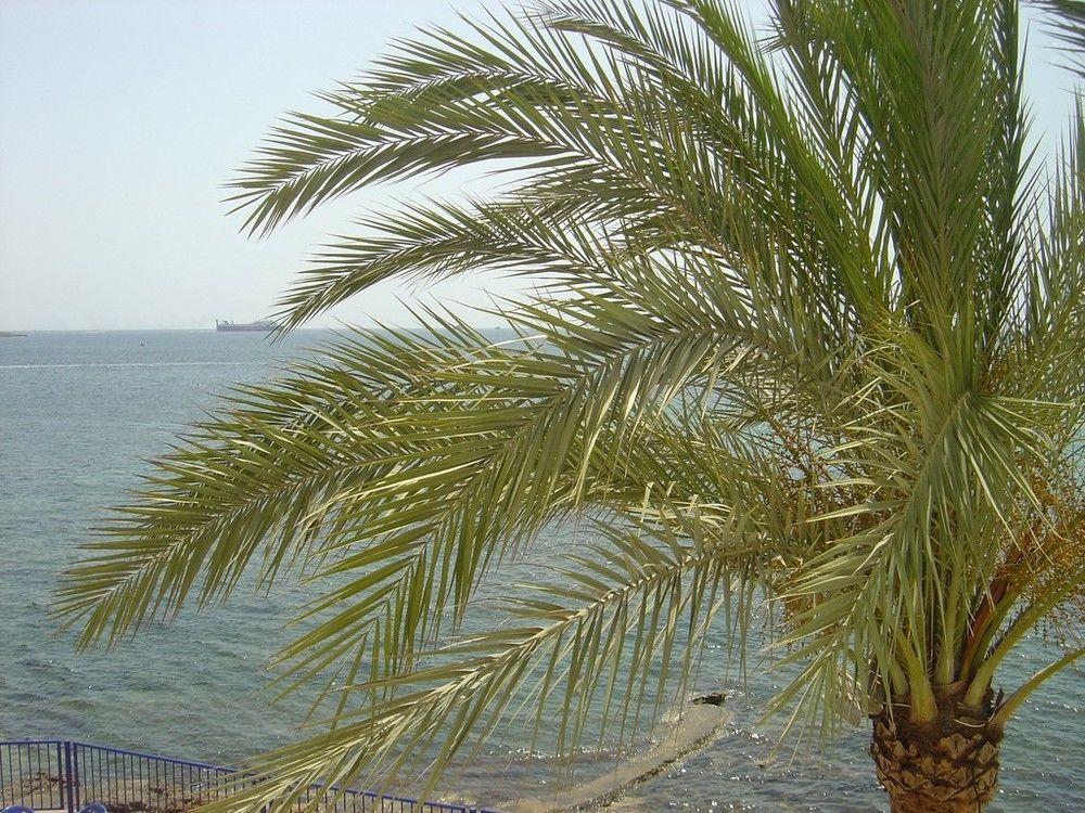 Apartamentos Llevant İbiza Kenti Dış mekan fotoğraf